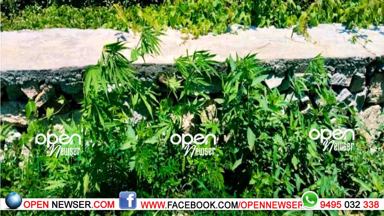 കഞ്ചാവ് ചെടികള് കണ്ടെത്തി