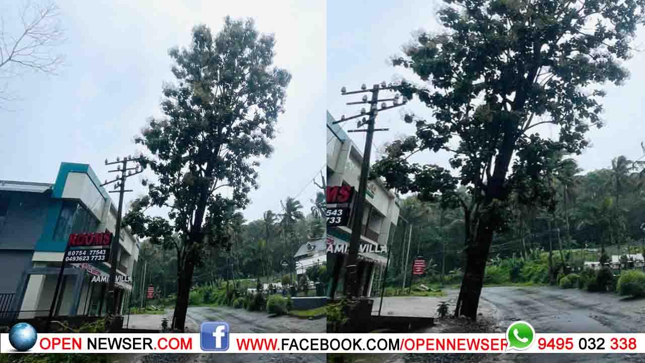 അപകടഭീഷണിയുയര്ത്തുന്ന മരം മുറിച്ചുമാറ്റാന് നടപടിയില്ല.