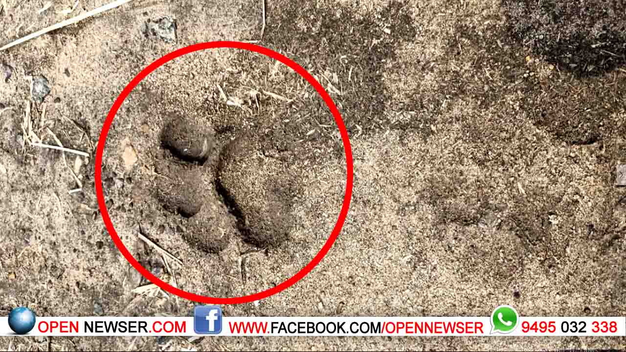 ബീനാച്ചിയില് കടുവ ശല്യം രൂക്ഷമാകുന്നു;പ്രതിഷേധവുമായി യൂത്ത്ലീഗ്.