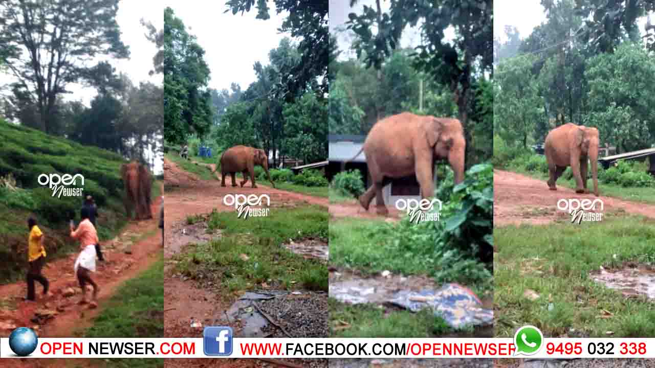 ചിറക്കരയില് കാട്ടാനയുടെ വിളയാട്ടം ഭീതിയോടെ പ്രദേശവാസികള്