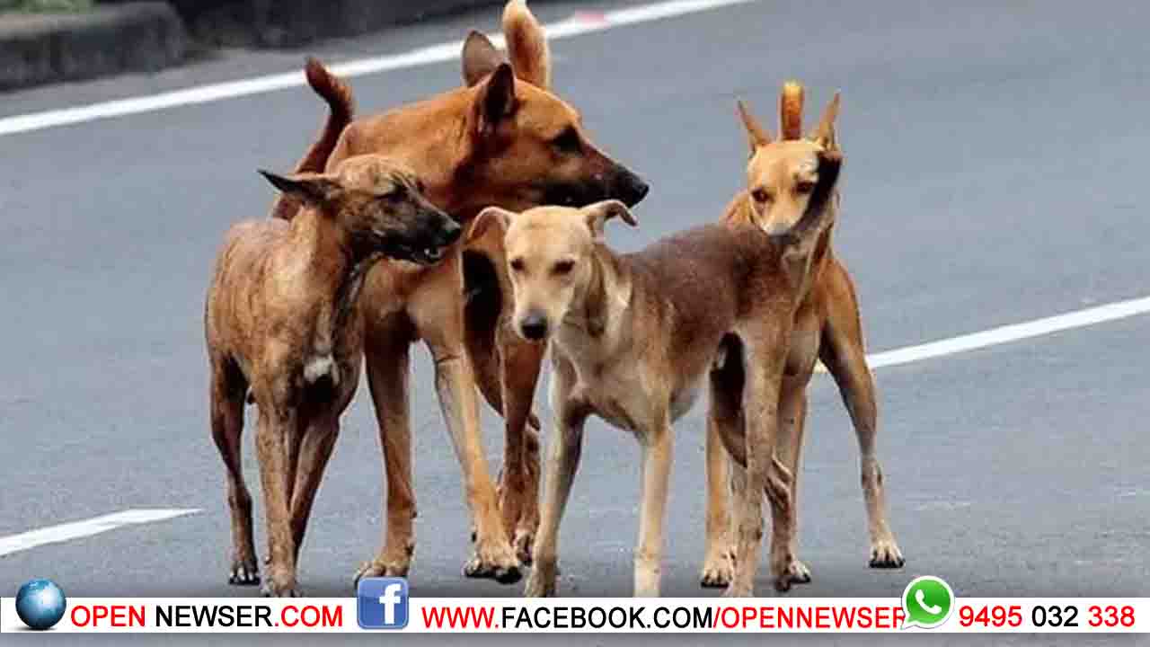 അപകടകാരികളായ തെരുവുനായകളെ കൊല്ലാം; സുപ്രധാന നിര്‍ദേശവുമായി സുപ്രീംകോടതി; മൃഗസ്‌നേഹികളുടെ ഹര്‍ജി തള്ളി 