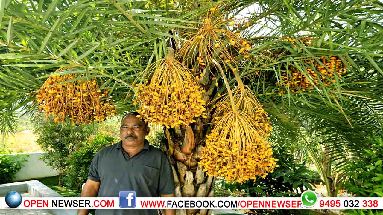 വീട്ടുമുറ്റത്ത് കായ്ച്ച ഈന്തപ്പന കൗതുക കാഴ്ചയാകുന്നു..!