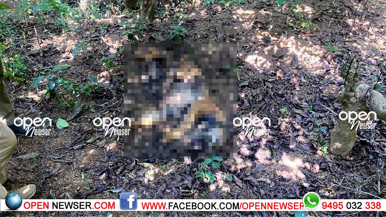 എസ്റ്റേറ്റില് കടുവയെ ചത്ത നിലയില് കണ്ടെത്തി