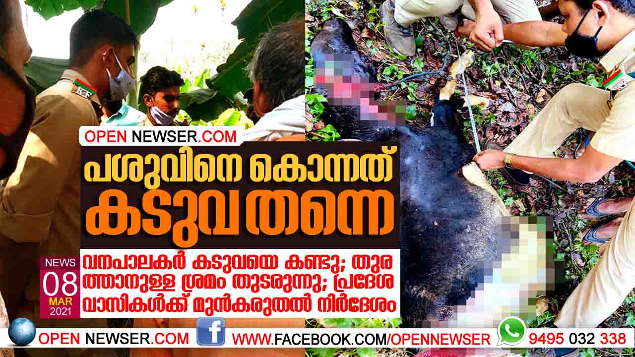 പശുവിനെ കൊന്നത് കടുവ തന്നെ;വനപാലകര് കടുവയെ കണ്ടു; തുരത്താനുള്ള ശ്രമം തുടരുന്നു; പ്രദേശവാസികള്ക്ക് മുന്കരുതല് നിര്ദേശം