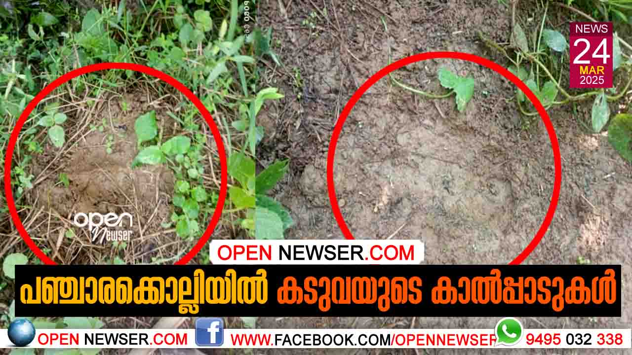 പഞ്ചാരക്കൊല്ലിയില് കടുവയുടെ കാല്പ്പാടുകള് ;പ്രദേശത്ത് മുന്പേ കടുവാ സാന്നിധ്യമുണ്ടെന്ന് വനംവകുപ്പ്