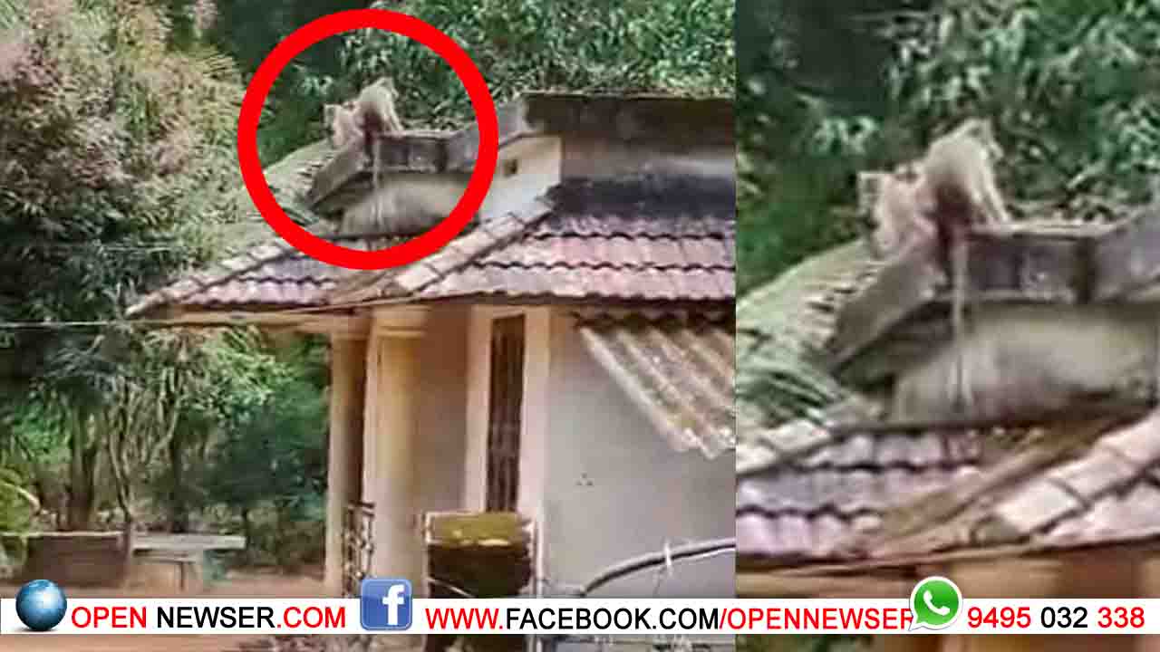 കുരങ്ങ് ശല്യത്തില്‍ പൊറുതിമുട്ടി പഞ്ചാരക്കൊല്ലി നിവാസികള്‍   