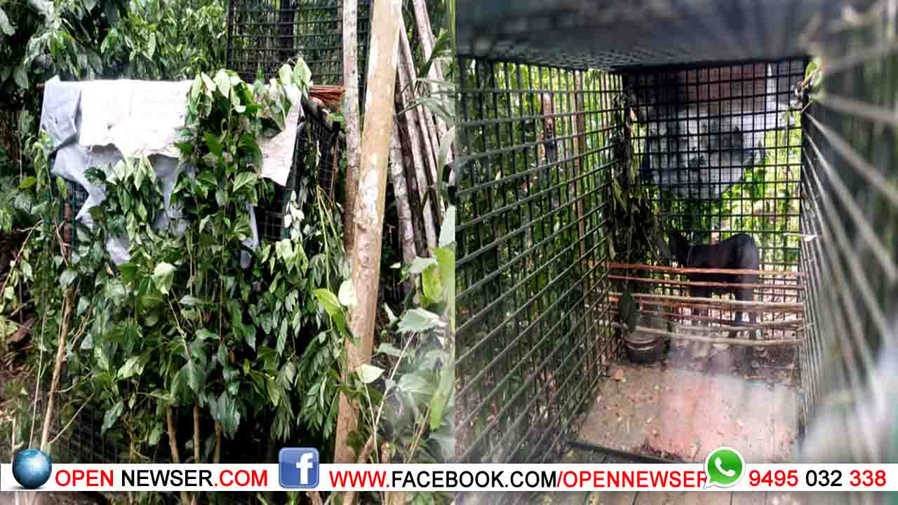 പുലിയെ പിടികൂടാന് വനംവകുപ്പ് കൂട് സ്ഥാപിച്ചു