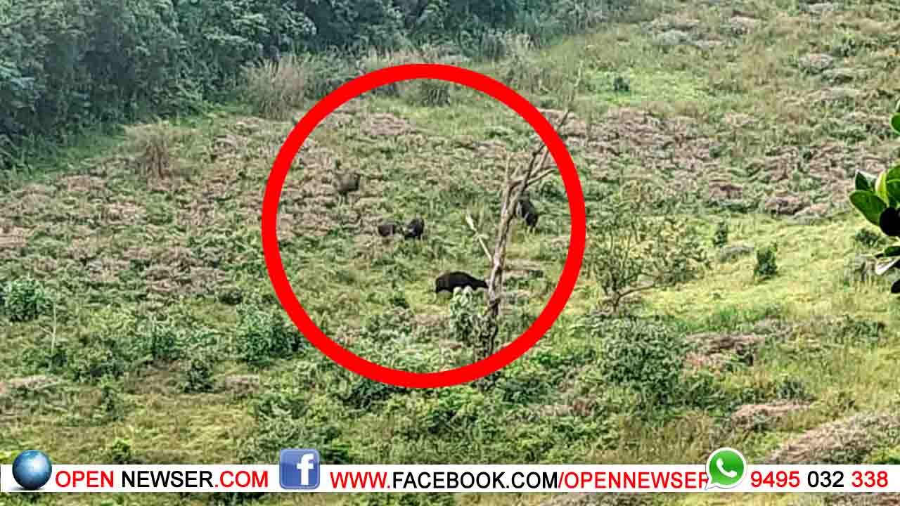ജനവാസ മേഖലയില് കാട്ടുപോത്തുകള് ഇറങ്ങി