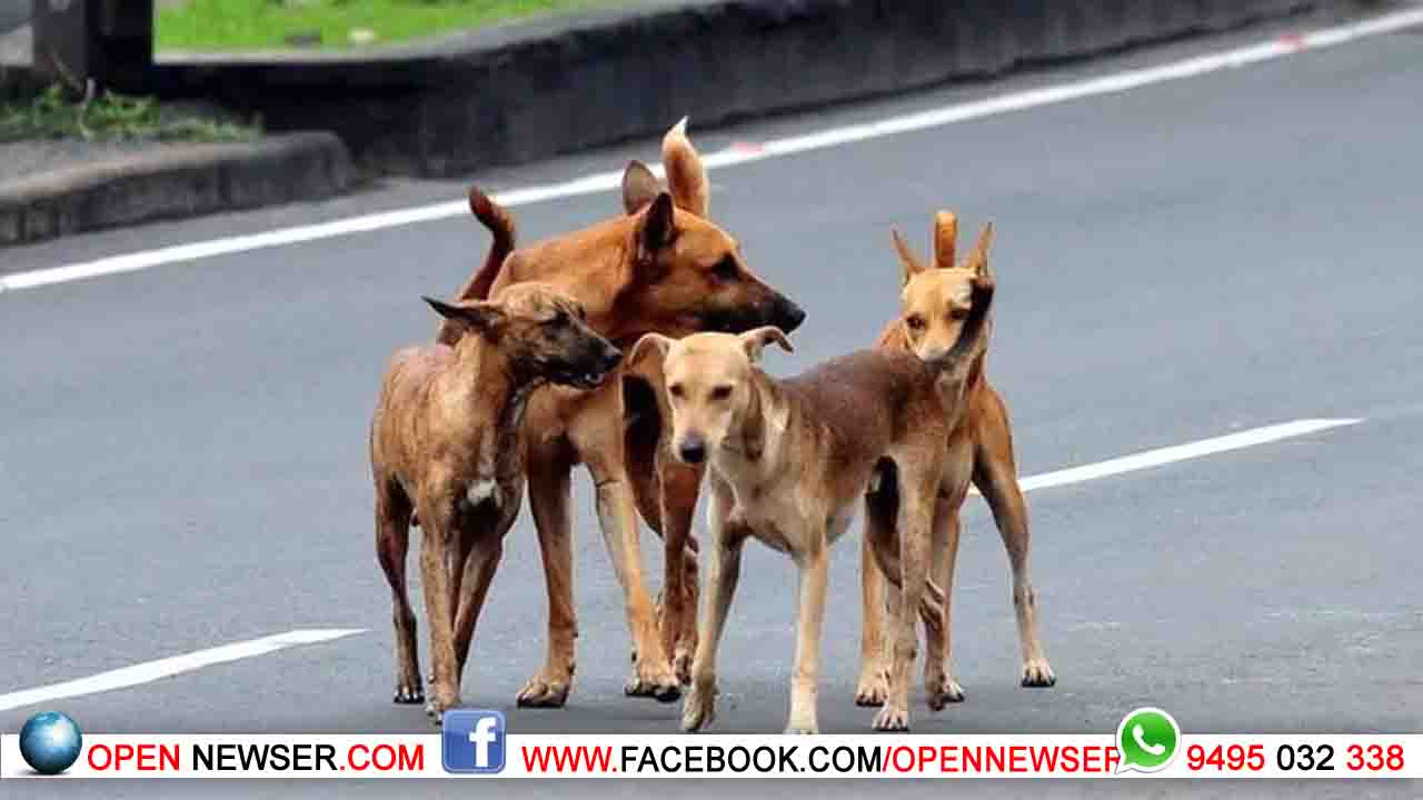 വയനാട് ജില്ലയില് തെരുവുനായ പ്രജനന നിയന്ത്രണ കേന്ദ്രം സജ്ജമായി