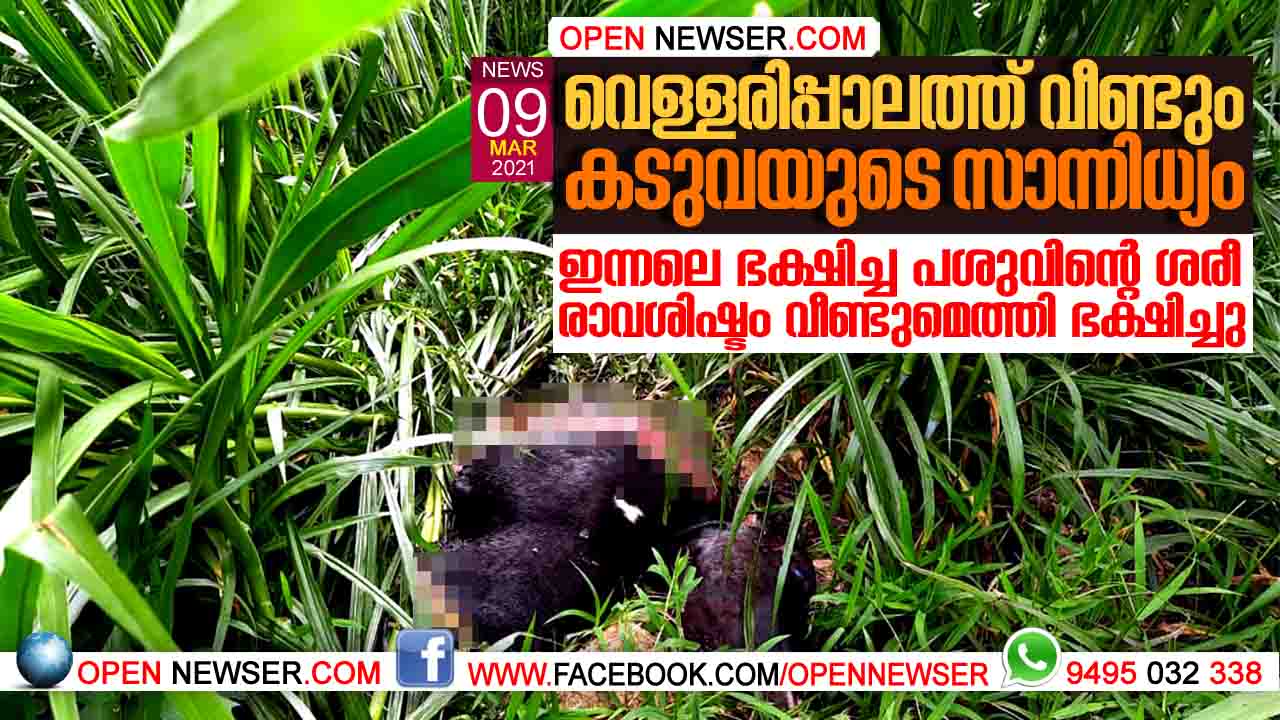 വെള്ളരിപ്പാലത്ത് വീണ്ടും കടുവയുടെ സാന്നിധ്യം; ഇന്നലെ ഭക്ഷിച്ച പശുവിന്റെ ശരീരാവശിഷ്ടം വീണ്ടുമെത്തി ഭക്ഷിച്ചു