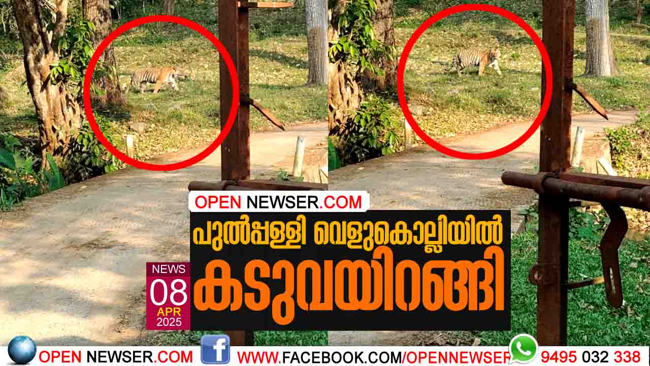 പുല്പ്പള്ളി വെളുകൊല്ലിയില് കടുവയിറങ്ങി.