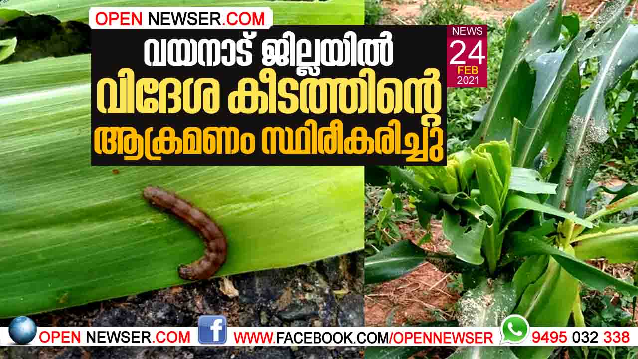 വയനാട് ജില്ലയില് വിദേശ കീടത്തിന്റെ ആക്രമണം സ്ഥിരീകരിച്ചു