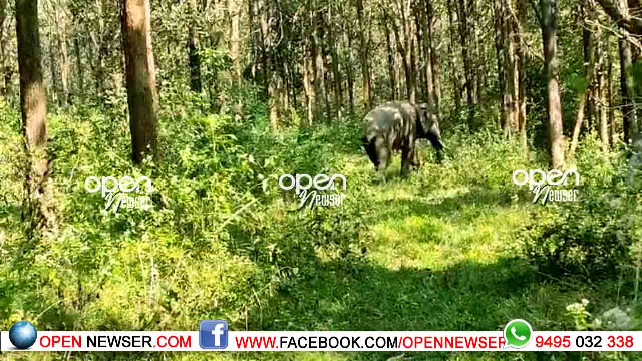 ബസ്സിടിച്ച് പരിക്കേറ്റ കാട്ടാനയുടെ ആരോഗ്യനില മെച്ചപ്പെട്ടു