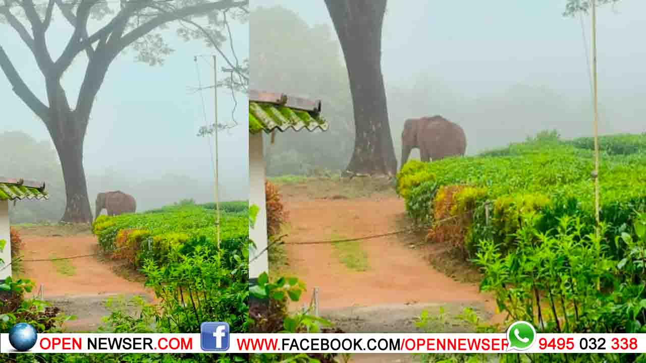 ജനവാസ മേഖലയിലിറങ്ങിയ കാട്ടാന അവശനെന്ന് വനം വകുപ്പ്