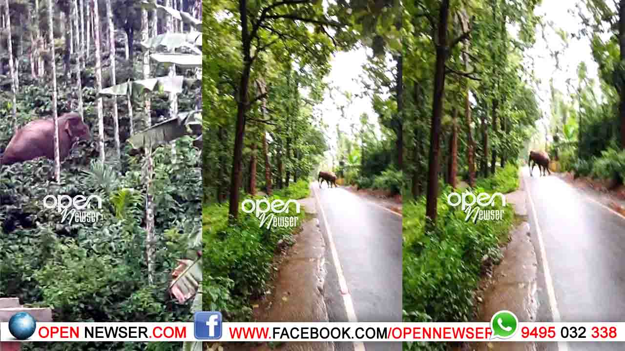 ജനവാസ കേന്ദ്രത്തില് കാട്ടാനയിറങ്ങി കൃഷി നശിപ്പിച്ചു