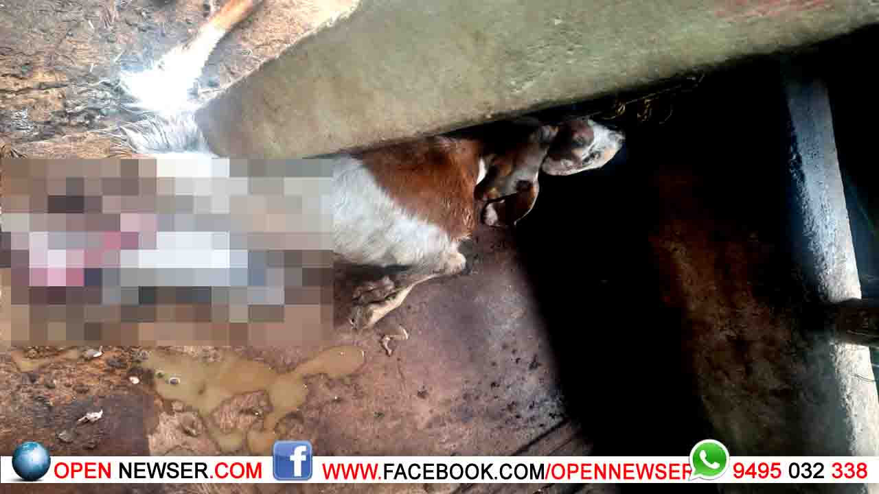 മൂന്ന് പാലത്ത് വീണ്ടും പുലി കൂട്ടില്‍ കെട്ടിയ ആടിനെ ആക്രമിച്ച് കൊന്നു