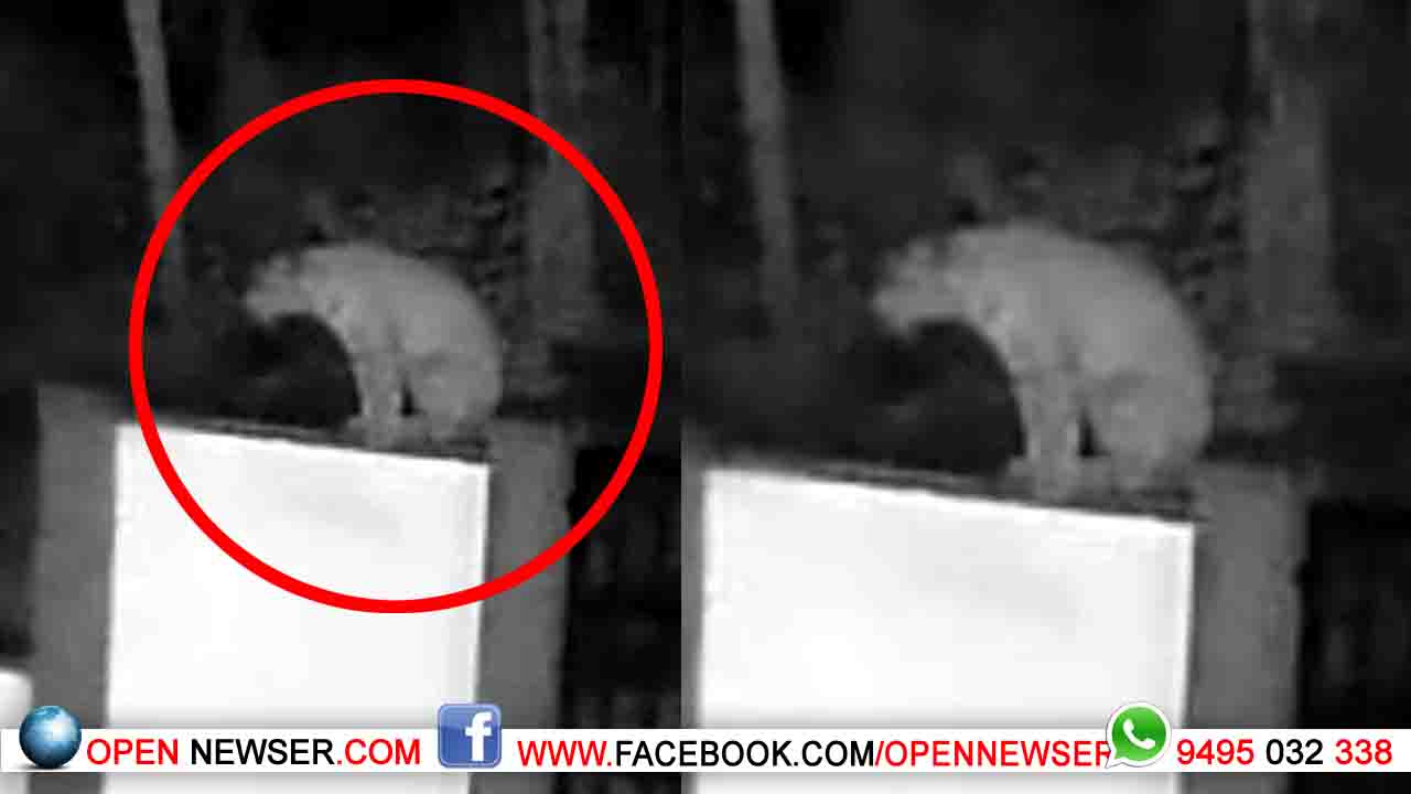 ജനവാസ മേഖലയില് പുലിയിറങ്ങി; വളര്ത്തുനായയെ പിടികൂടി