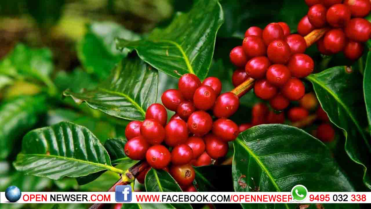 വയനാടന് റോബസ്റ്റ കാപ്പിക്ക് ദേശീയ അംഗീകാരം